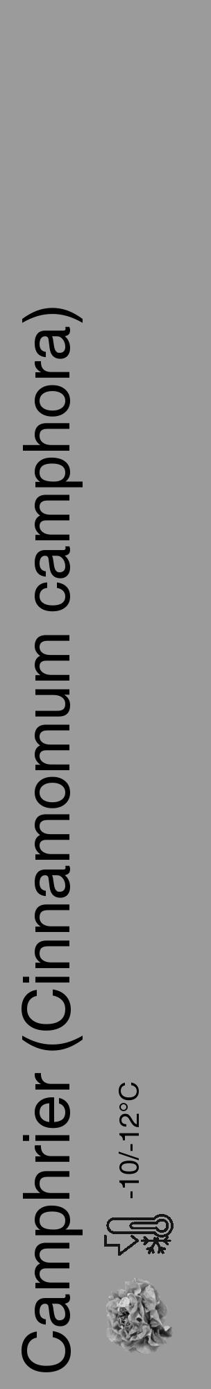 Étiquette de : Cinnamomum camphora - format c - style noire52_basique_basiquehel avec comestibilité simplifiée - position verticale