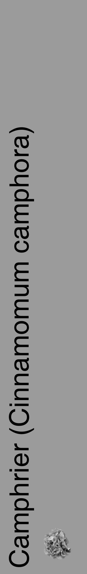 Étiquette de : Cinnamomum camphora - format c - style noire52_basique_basiquehel avec comestibilité simplifiée - position verticale