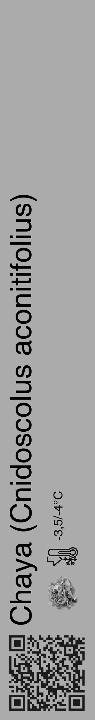 Étiquette de : Cnidoscolus aconitifolius - format c - style noire37_basique_basiquehel avec qrcode et comestibilité simplifiée - position verticale