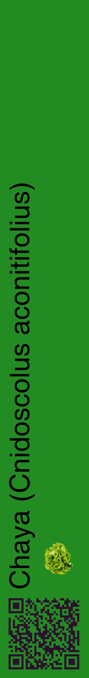 Étiquette de : Cnidoscolus aconitifolius - format c - style noire10_basiquehel avec qrcode et comestibilité simplifiée