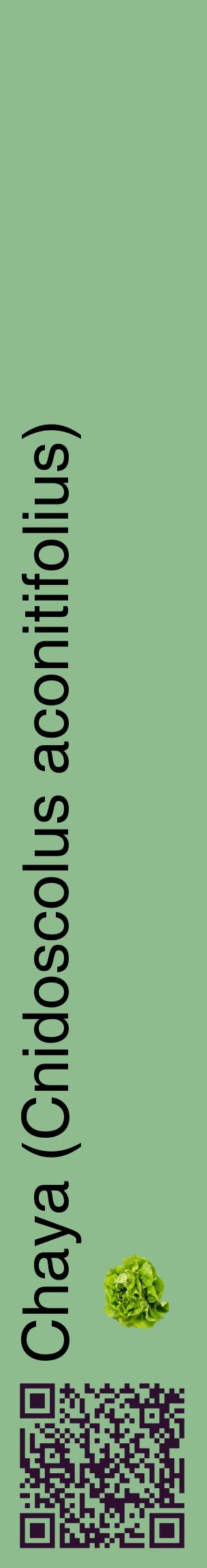 Étiquette de : Cnidoscolus aconitifolius - format c - style noire13_basiquehel avec qrcode et comestibilité simplifiée
