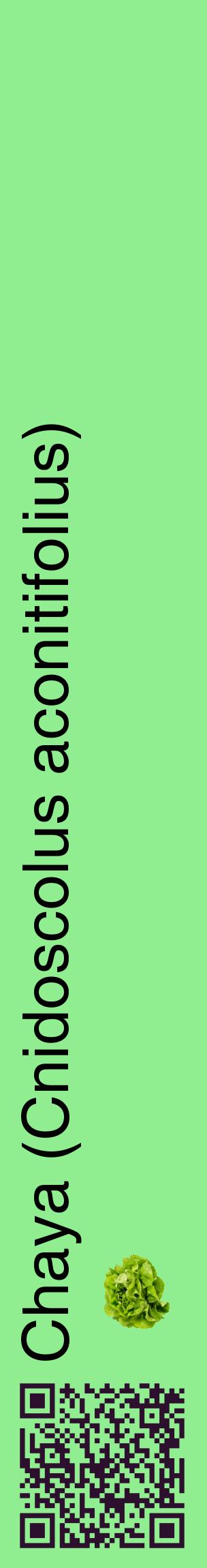 Étiquette de : Cnidoscolus aconitifolius - format c - style noire15_basiquehel avec qrcode et comestibilité simplifiée
