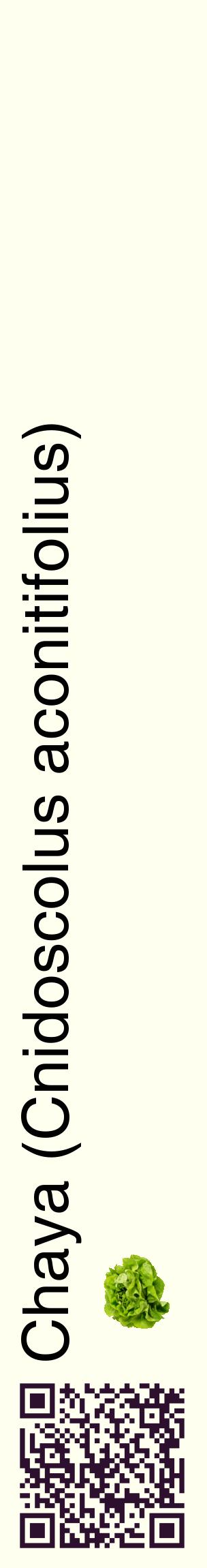 Étiquette de : Cnidoscolus aconitifolius - format c - style noire19_basiquehel avec qrcode et comestibilité simplifiée