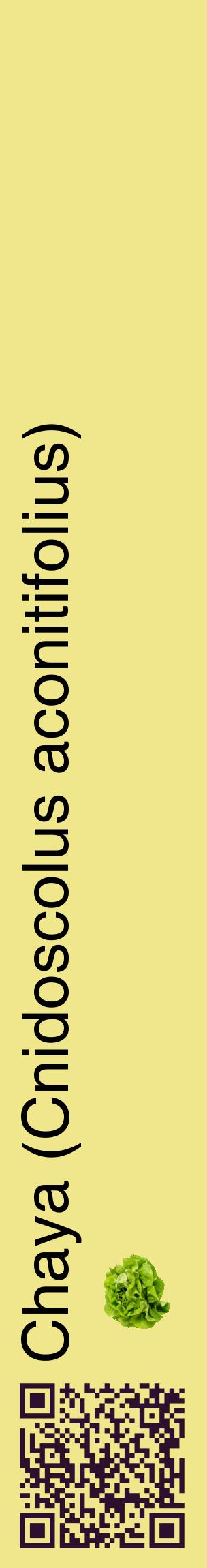 Étiquette de : Cnidoscolus aconitifolius - format c - style noire20_basiquehel avec qrcode et comestibilité simplifiée