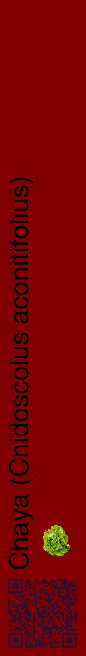 Étiquette de : Cnidoscolus aconitifolius - format c - style noire29_basiquehel avec qrcode et comestibilité simplifiée