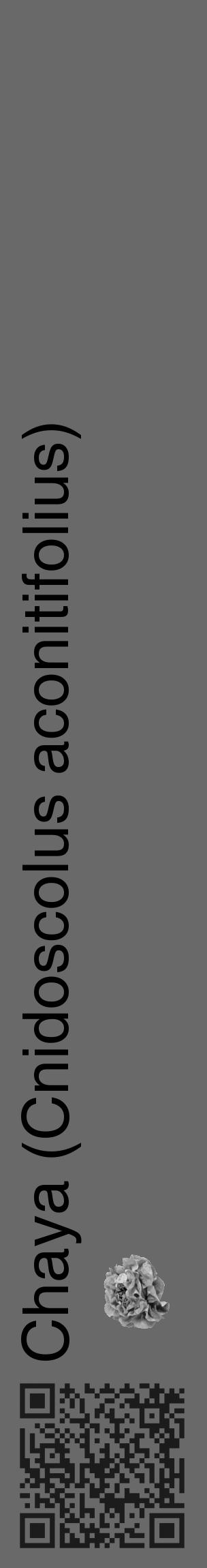 Étiquette de : Cnidoscolus aconitifolius - format c - style noire51_basique_basiquehel avec qrcode et comestibilité simplifiée - position verticale