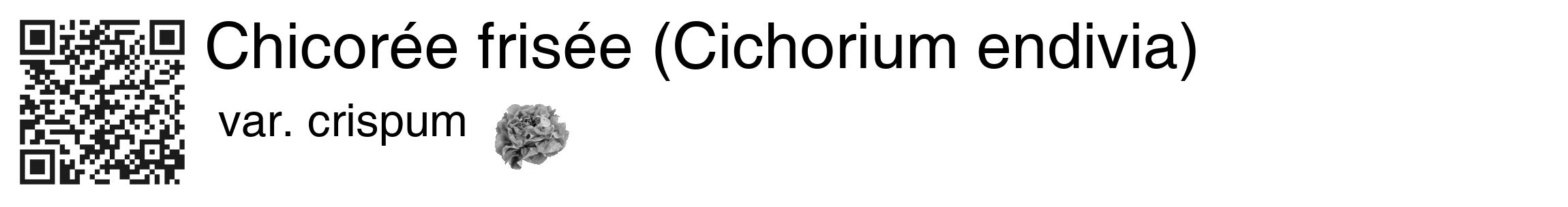 Étiquette de : Cichorium endivia var. crispum - format c - style noire60_basique_basiquehel avec qrcode et comestibilité simplifiée