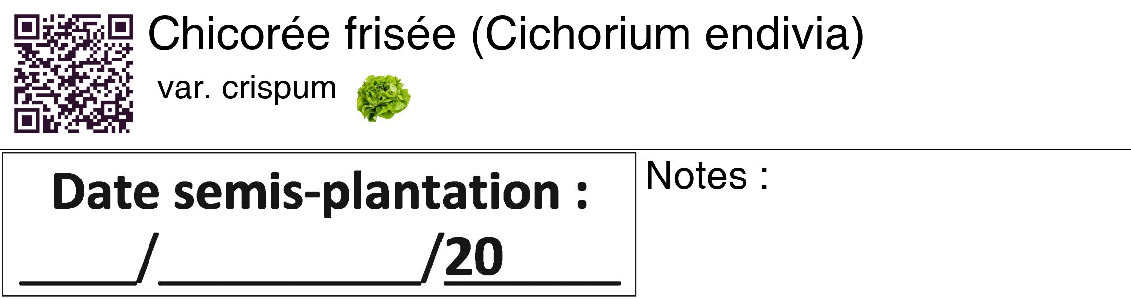 Étiquette de : Cichorium endivia var. crispum - format c - style noire60_basique_basiquehel avec qrcode et comestibilité simplifiée