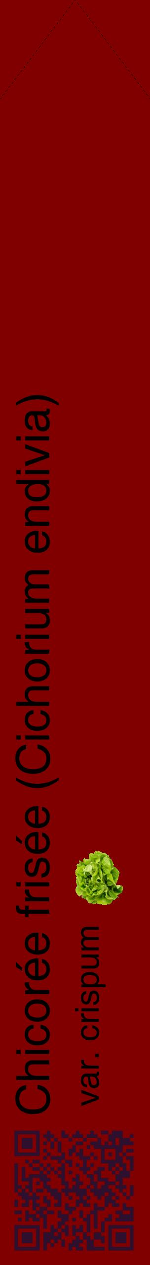 Étiquette de : Cichorium endivia var. crispum - format c - style noire29_simplehel avec qrcode et comestibilité simplifiée