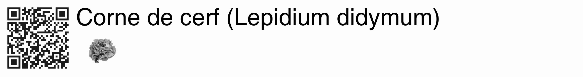 Étiquette de : Lepidium didymum - format c - style noire19_basique_basiquehel avec qrcode et comestibilité simplifiée