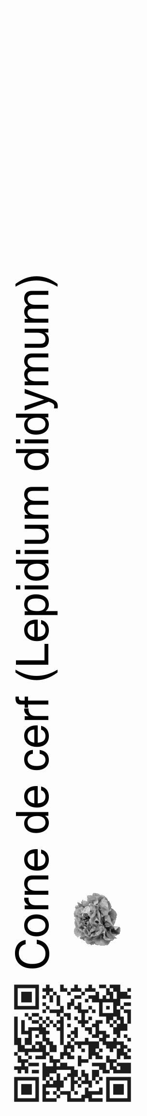 Étiquette de : Lepidium didymum - format c - style noire19_basique_basiquehel avec qrcode et comestibilité simplifiée - position verticale