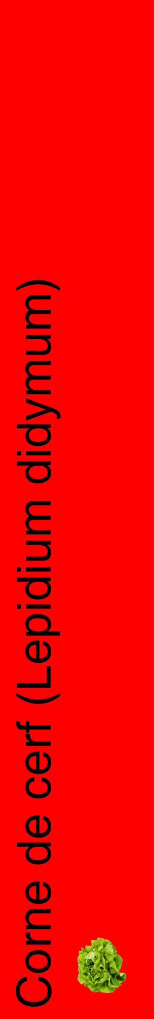 Étiquette de : Lepidium didymum - format c - style noire27_basiquehel avec comestibilité simplifiée
