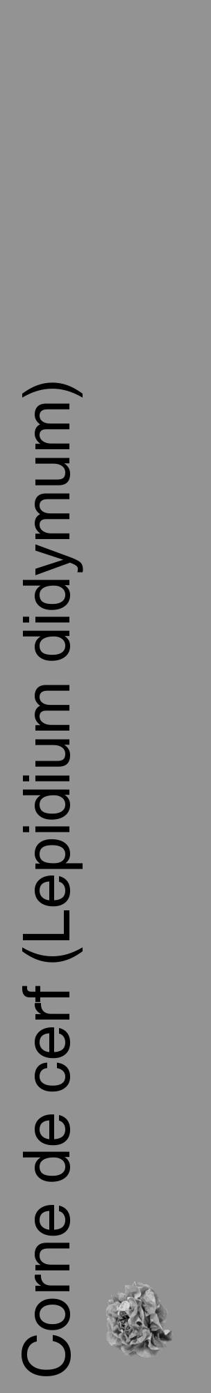 Étiquette de : Lepidium didymum - format c - style noire44_basique_basiquehel avec comestibilité simplifiée - position verticale