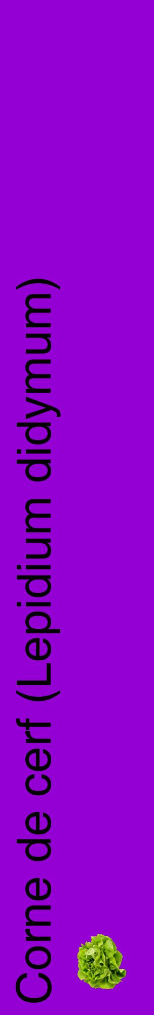 Étiquette de : Lepidium didymum - format c - style noire48_basiquehel avec comestibilité simplifiée