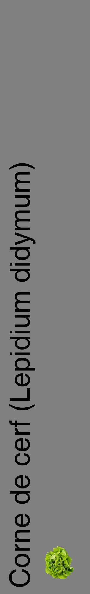 Étiquette de : Lepidium didymum - format c - style noire57_basiquehel avec comestibilité simplifiée