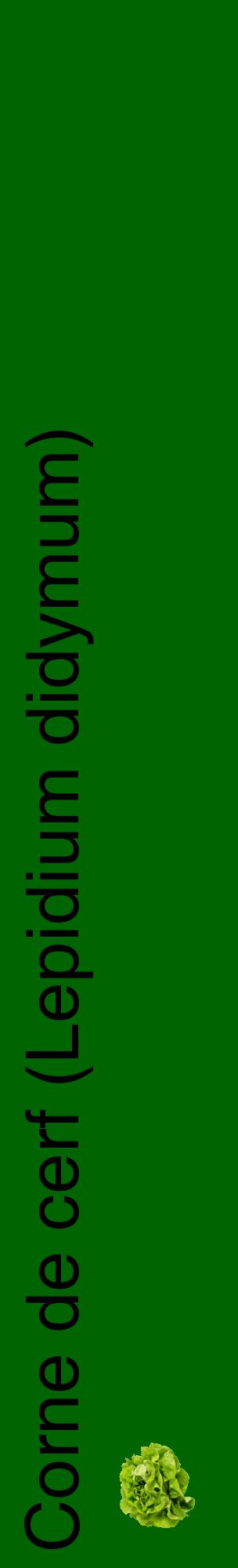 Étiquette de : Lepidium didymum - format c - style noire8_basiquehel avec comestibilité simplifiée