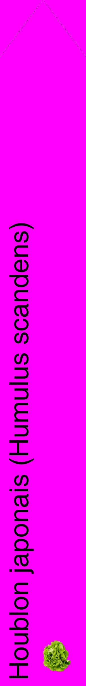 Étiquette de : Humulus scandens - format c - style noire51_simplehel avec comestibilité simplifiée