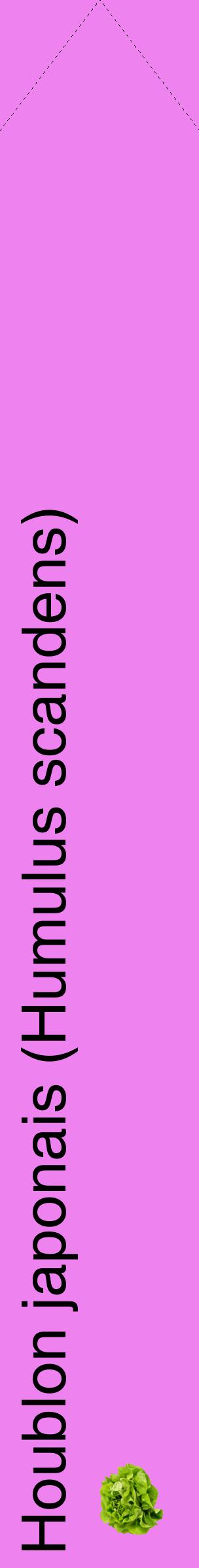 Étiquette de : Humulus scandens - format c - style noire53_simplehel avec comestibilité simplifiée