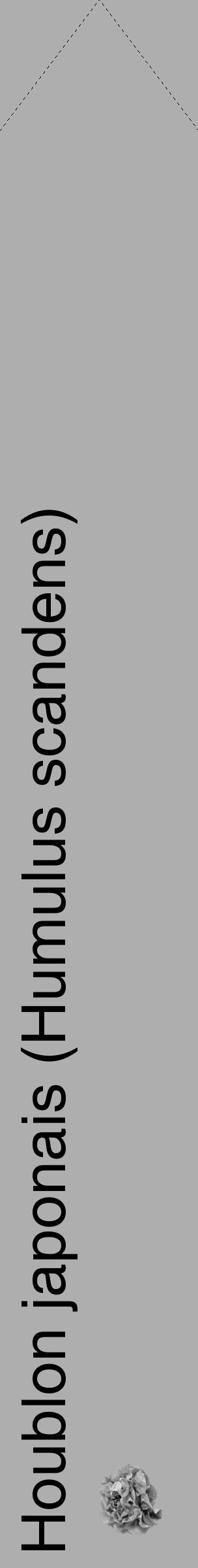 Étiquette de : Humulus scandens - format c - style noire53_simple_simplehel avec comestibilité simplifiée - position verticale
