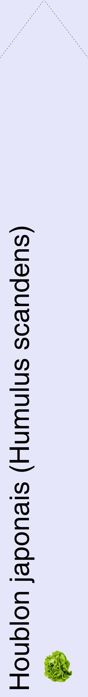 Étiquette de : Humulus scandens - format c - style noire55_simplehel avec comestibilité simplifiée