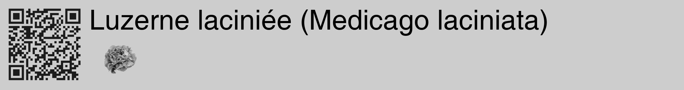 Étiquette de : Medicago laciniata - format c - style noire41_basique_basiquehel avec qrcode et comestibilité simplifiée