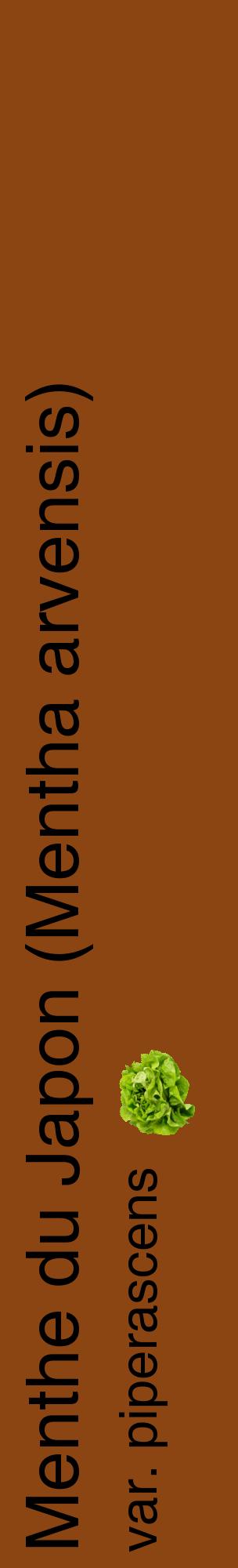 Étiquette de : Mentha arvensis var. piperascens - format c - style noire30_basiquehel avec comestibilité simplifiée