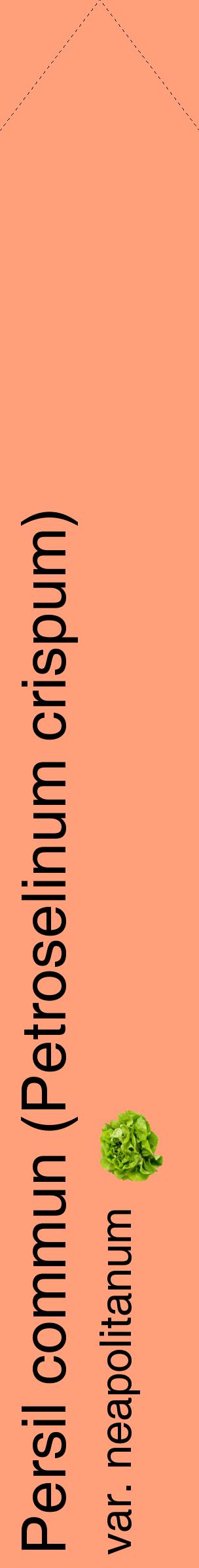Étiquette de : Petroselinum crispum var. neapolitanum - format c - style noire39_simplehel avec comestibilité simplifiée