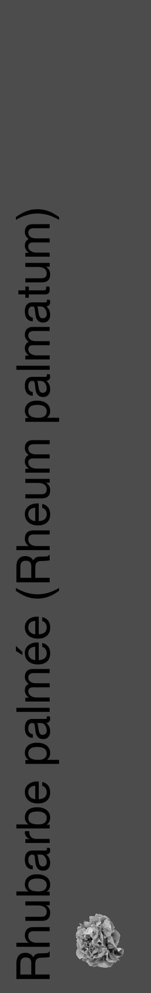 Étiquette de : Rheum palmatum - format c - style noire27_basique_basiquehel avec comestibilité simplifiée - position verticale