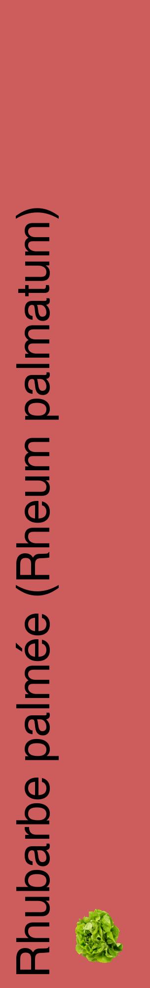 Étiquette de : Rheum palmatum - format c - style noire35_basiquehel avec comestibilité simplifiée