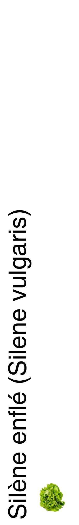 Étiquette de : Silene vulgaris - format c - style noire60_basiquehel avec comestibilité simplifiée