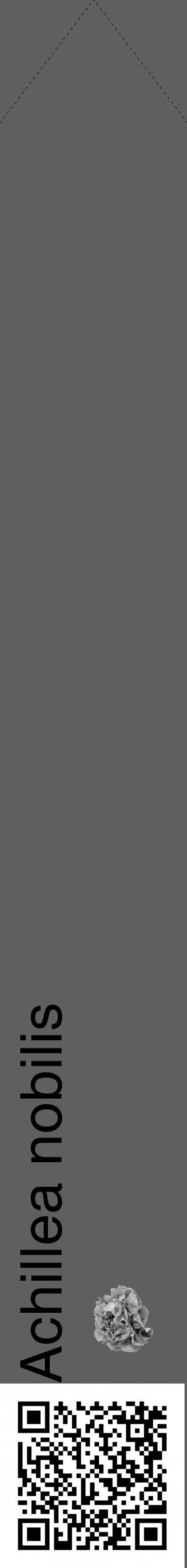 Étiquette de : Achillea nobilis - format c - style noire10_simple_simplehel avec qrcode et comestibilité simplifiée - position verticale