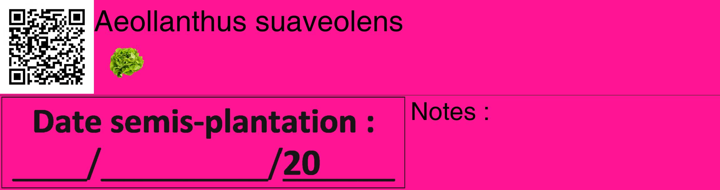Étiquette de : Aeollanthus suaveolens - format c - style noire43_basique_basiquehel avec qrcode et comestibilité simplifiée