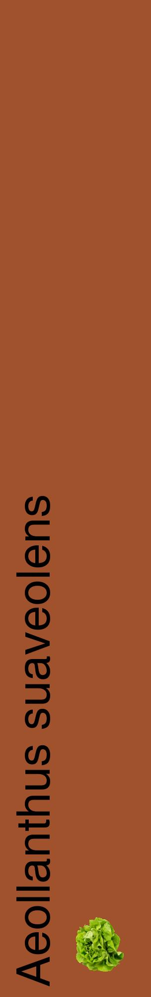 Étiquette de : Aeollanthus suaveolens - format c - style noire32_basiquehel avec comestibilité simplifiée