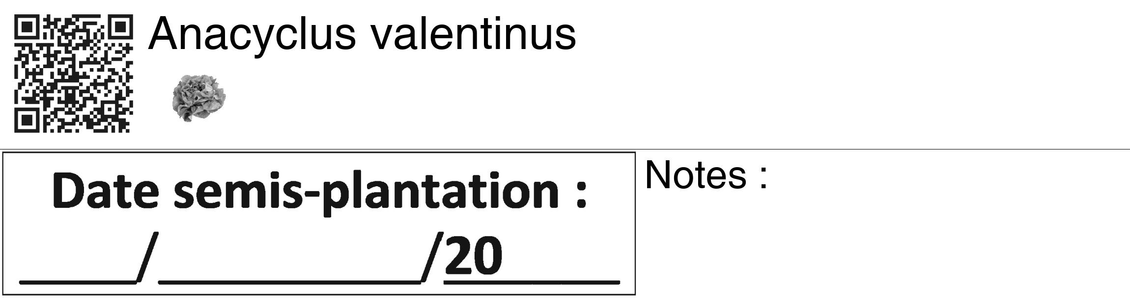 Étiquette de : Anacyclus valentinus - format c - style noire60_basiquegrrvhel avec qrcode et comestibilité simplifiée