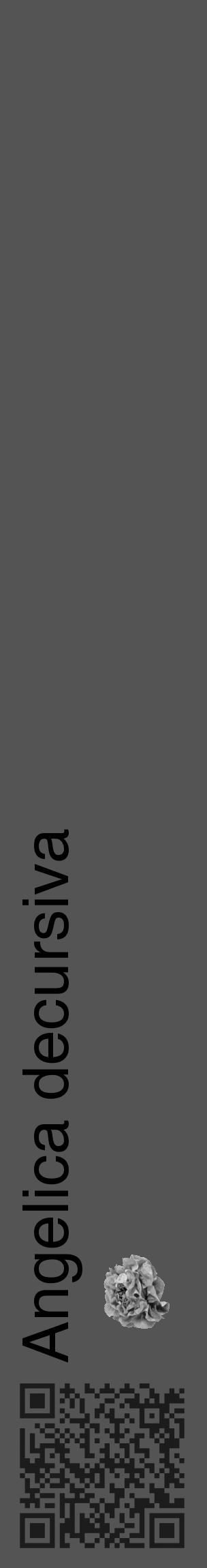 Étiquette de : Angelica decursiva - format c - style noire30_basique_basiquehel avec qrcode et comestibilité simplifiée - position verticale
