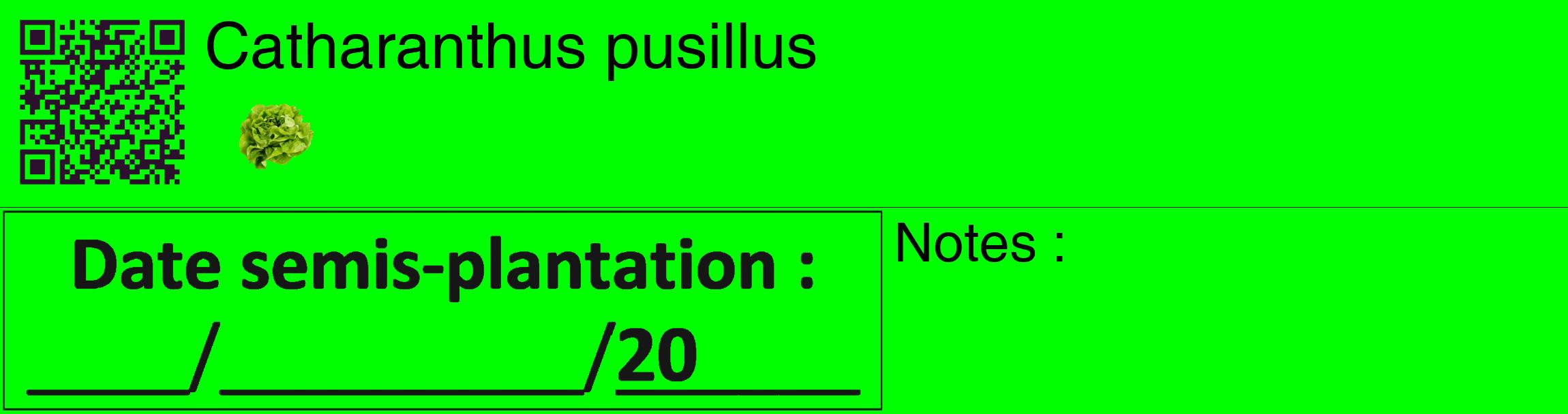 Étiquette de : Catharanthus pusillus - format c - style noire16_basique_basiquehel avec qrcode et comestibilité simplifiée
