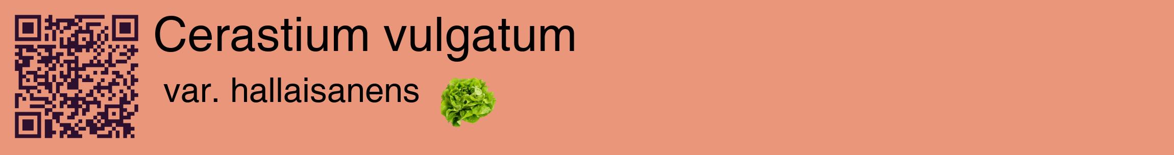 Étiquette de : Cerastium vulgatum var. hallaisanens - format c - style noire37basique_basique_basiquehel avec qrcode et comestibilité simplifiée