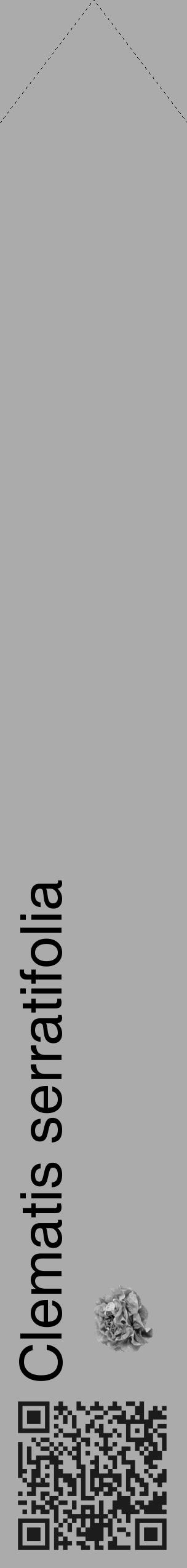 Étiquette de : Clematis serratifolia - format c - style noire37_simple_simplehel avec qrcode et comestibilité simplifiée - position verticale