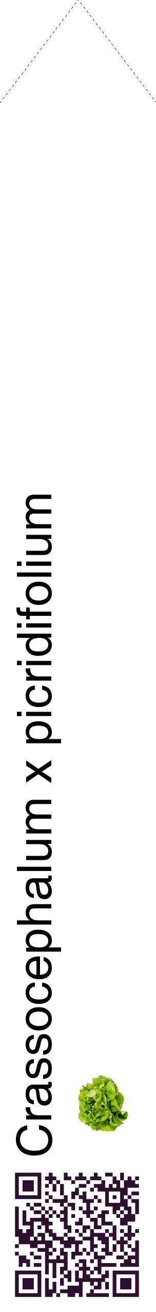 Étiquette de : Crassocephalum x picridifolium - format c - style noire60_simplehel avec qrcode et comestibilité simplifiée