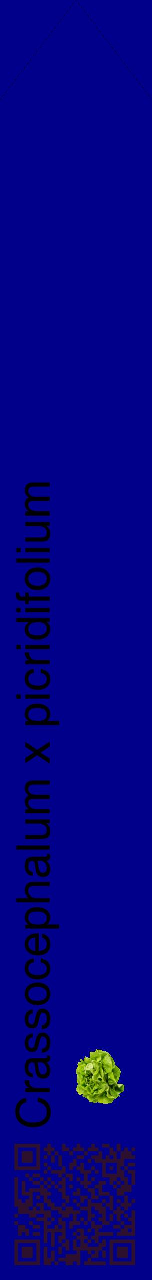 Étiquette de : Crassocephalum x picridifolium - format c - style noire7_simplehel avec qrcode et comestibilité simplifiée