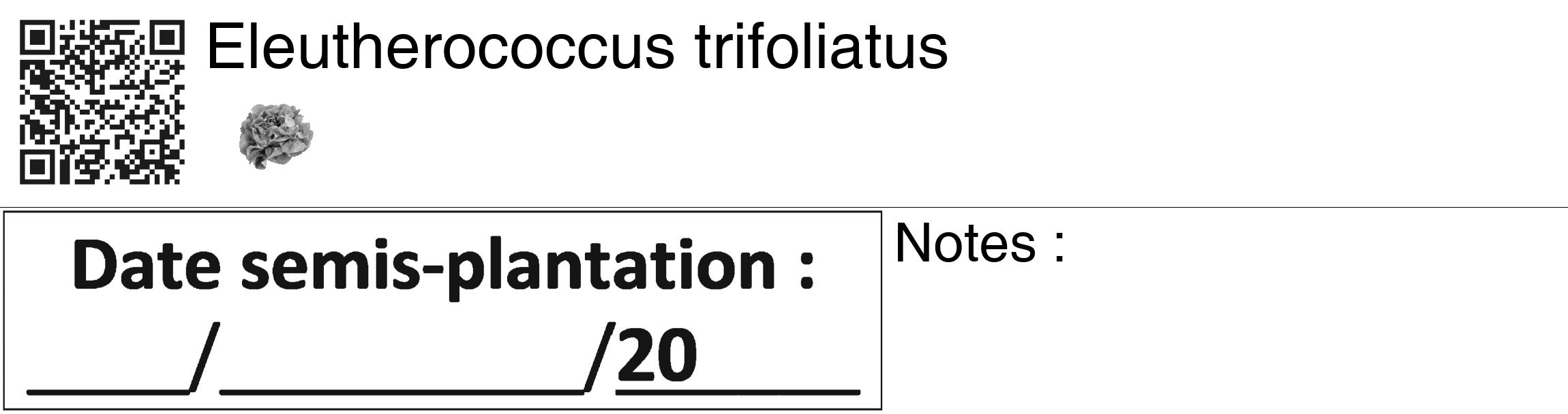 Étiquette de : Eleutherococcus trifoliatus - format c - style noire60_basiquegrrvhel avec qrcode et comestibilité simplifiée