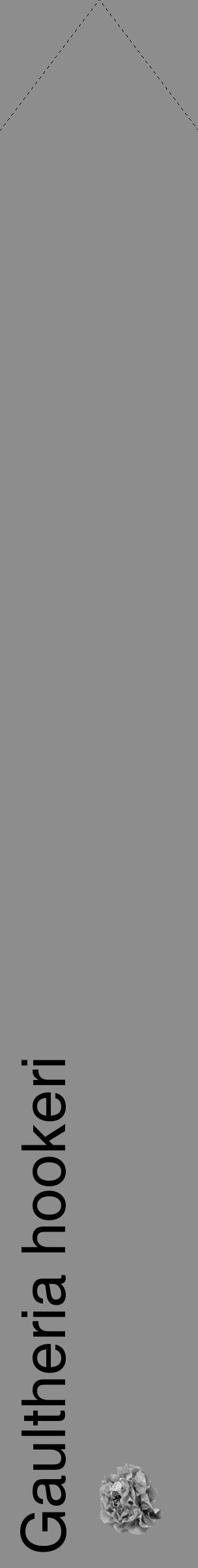 Étiquette de : Gaultheria hookeri - format c - style noire2_simple_simplehel avec comestibilité simplifiée - position verticale