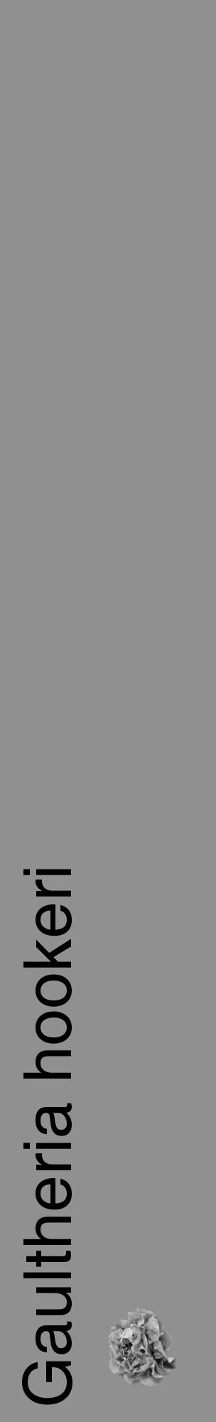 Étiquette de : Gaultheria hookeri - format c - style noire4_basique_basiquehel avec comestibilité simplifiée - position verticale