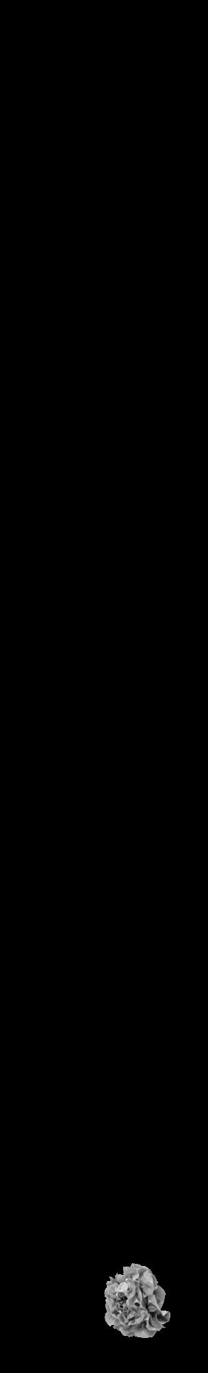 Étiquette de : Hypericum boreale - format c - style noire59_basique_basiquehel avec comestibilité simplifiée - position verticale
