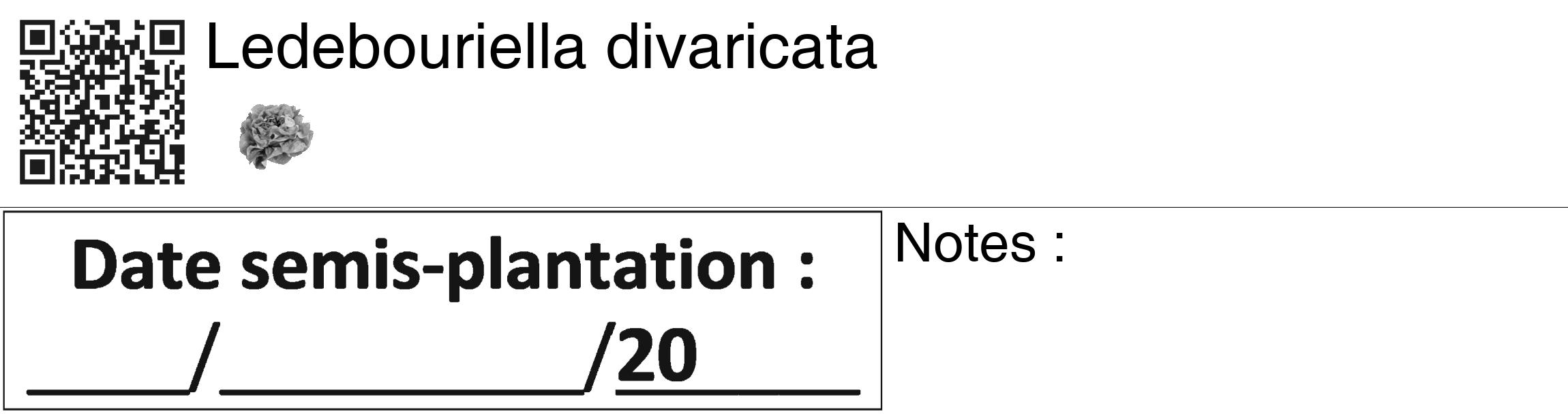 Étiquette de : Ledebouriella divaricata - format c - style noire60_basiquegrrvhel avec qrcode et comestibilité simplifiée