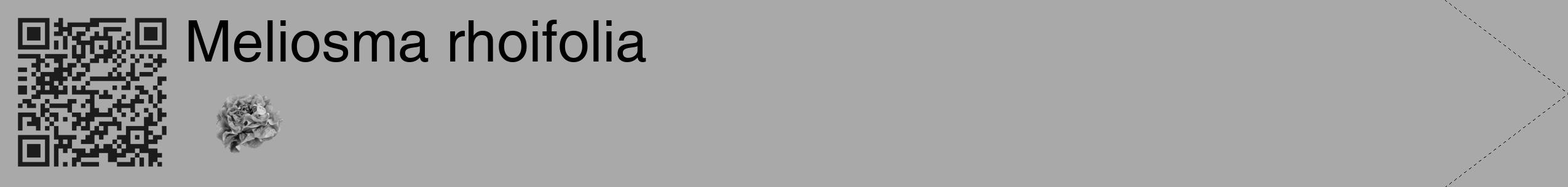 Étiquette de : Meliosma rhoifolia - format c - style noire13_simple_simplehel avec qrcode et comestibilité simplifiée