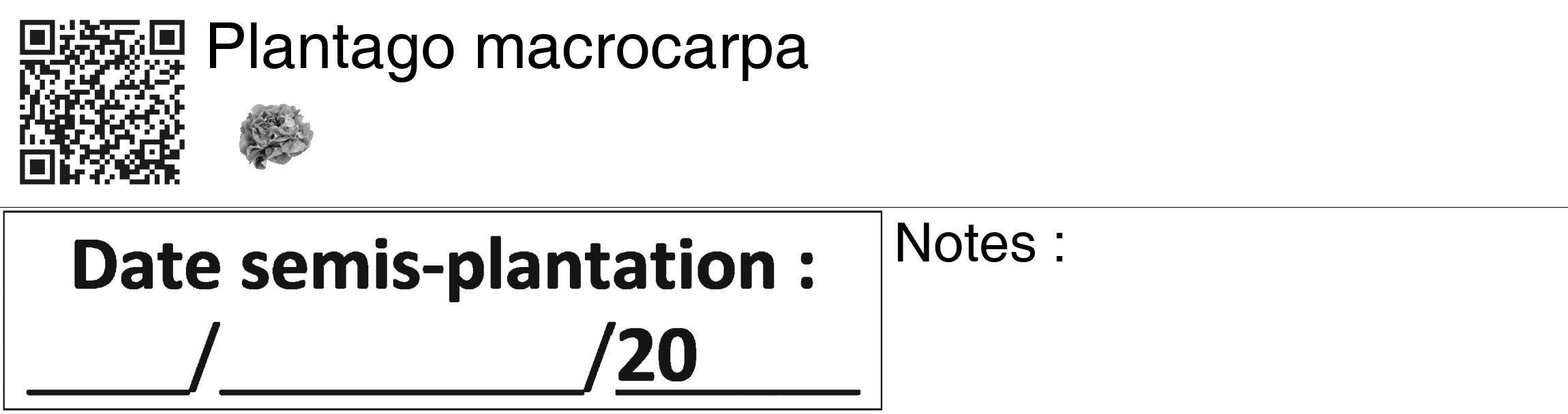 Étiquette de : Plantago macrocarpa - format c - style noire60_basiquegrrvhel avec qrcode et comestibilité simplifiée