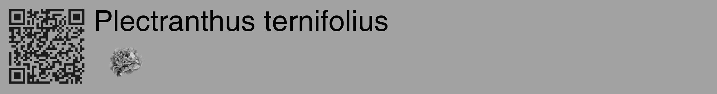 Étiquette de : Plectranthus ternifolius - format c - style noire38_basique_basiquehel avec qrcode et comestibilité simplifiée