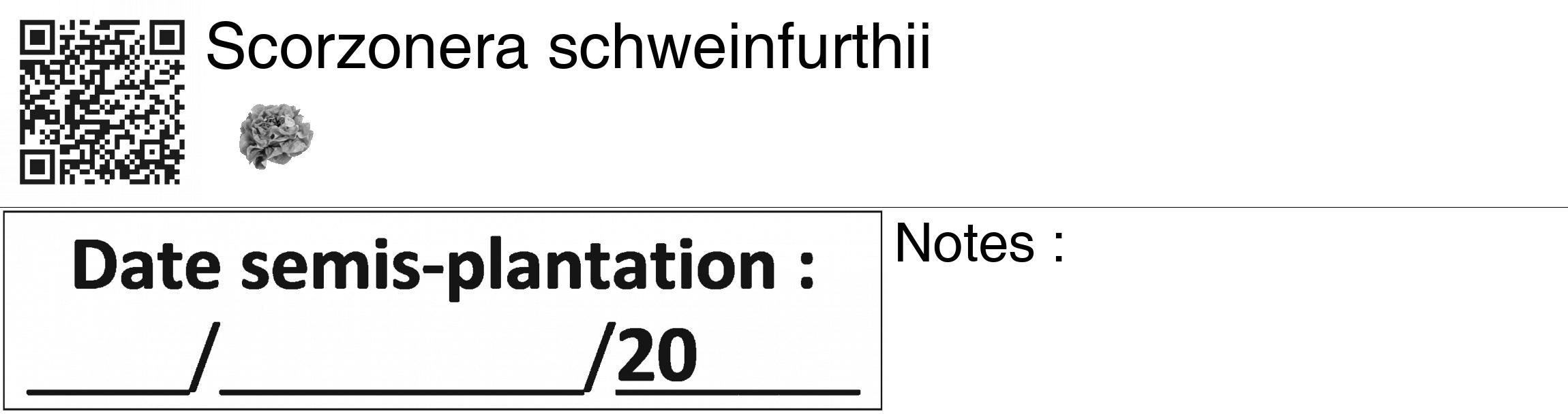 Étiquette de : Scorzonera schweinfurthii - format c - style noire60_basiquegrrvhel avec qrcode et comestibilité simplifiée