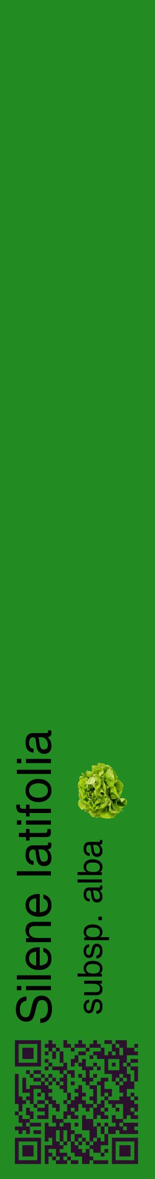 Étiquette de : Silene latifolia subsp. alba - format c - style noire10_basiquehel avec qrcode et comestibilité simplifiée